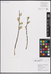 Foto von Salix caprea L.